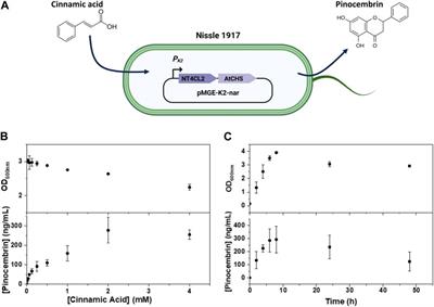 Engineered living materials for the conversion of a low-cost food-grade precursor to a high-value flavonoid